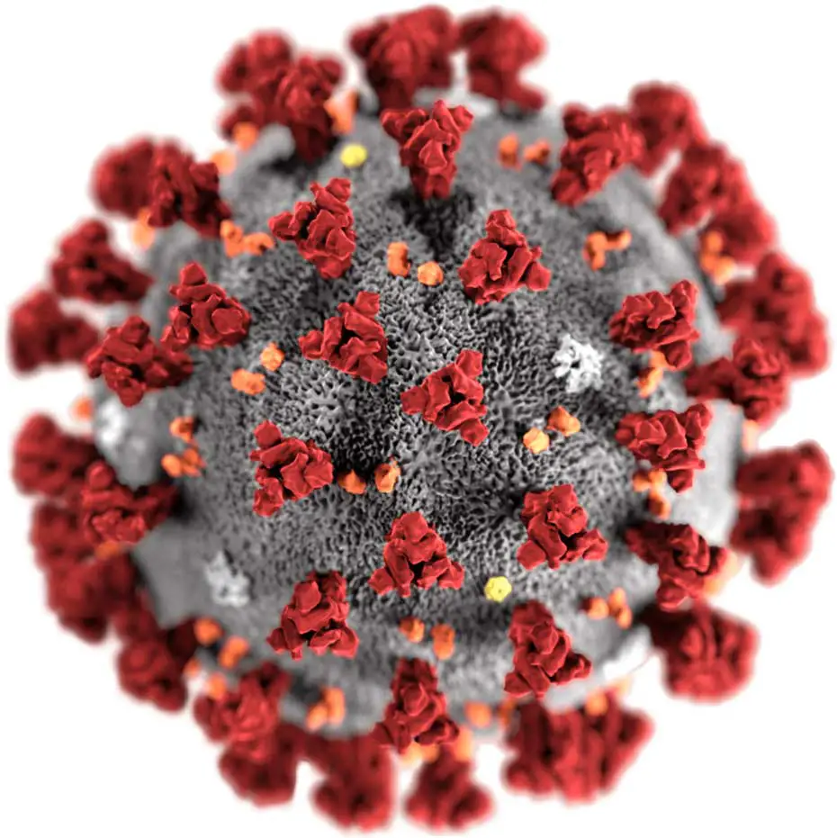 Coronavirus Padova